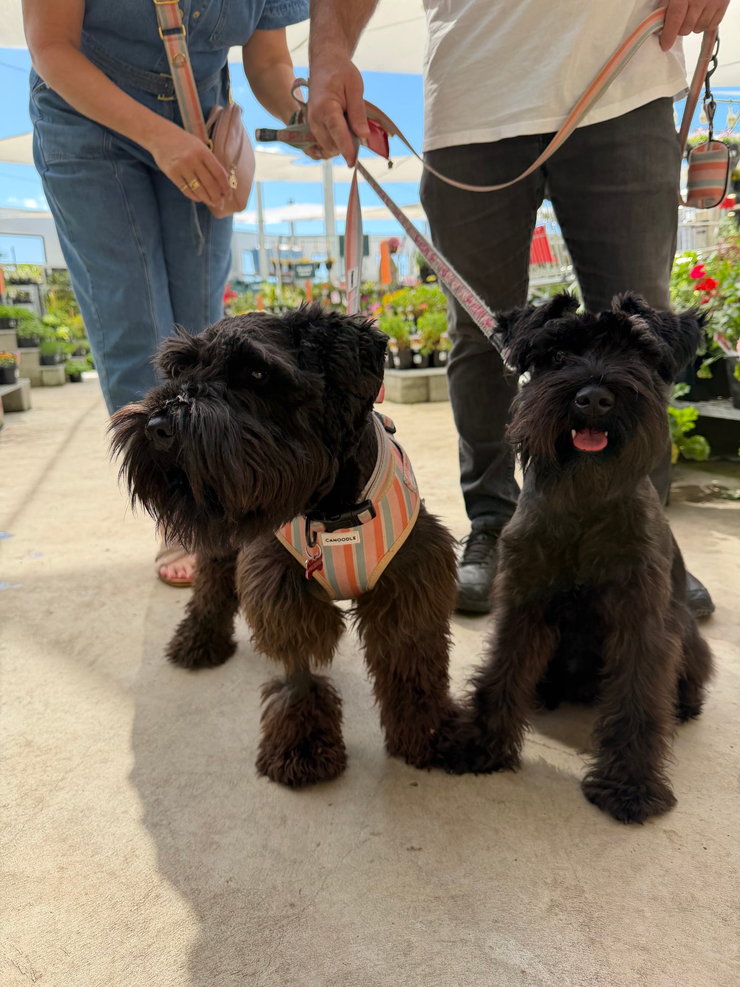 Two black Schnauzers with people holding their leashes behind them. One dog wears a striped Newport harness in orange, white, and beige tones.