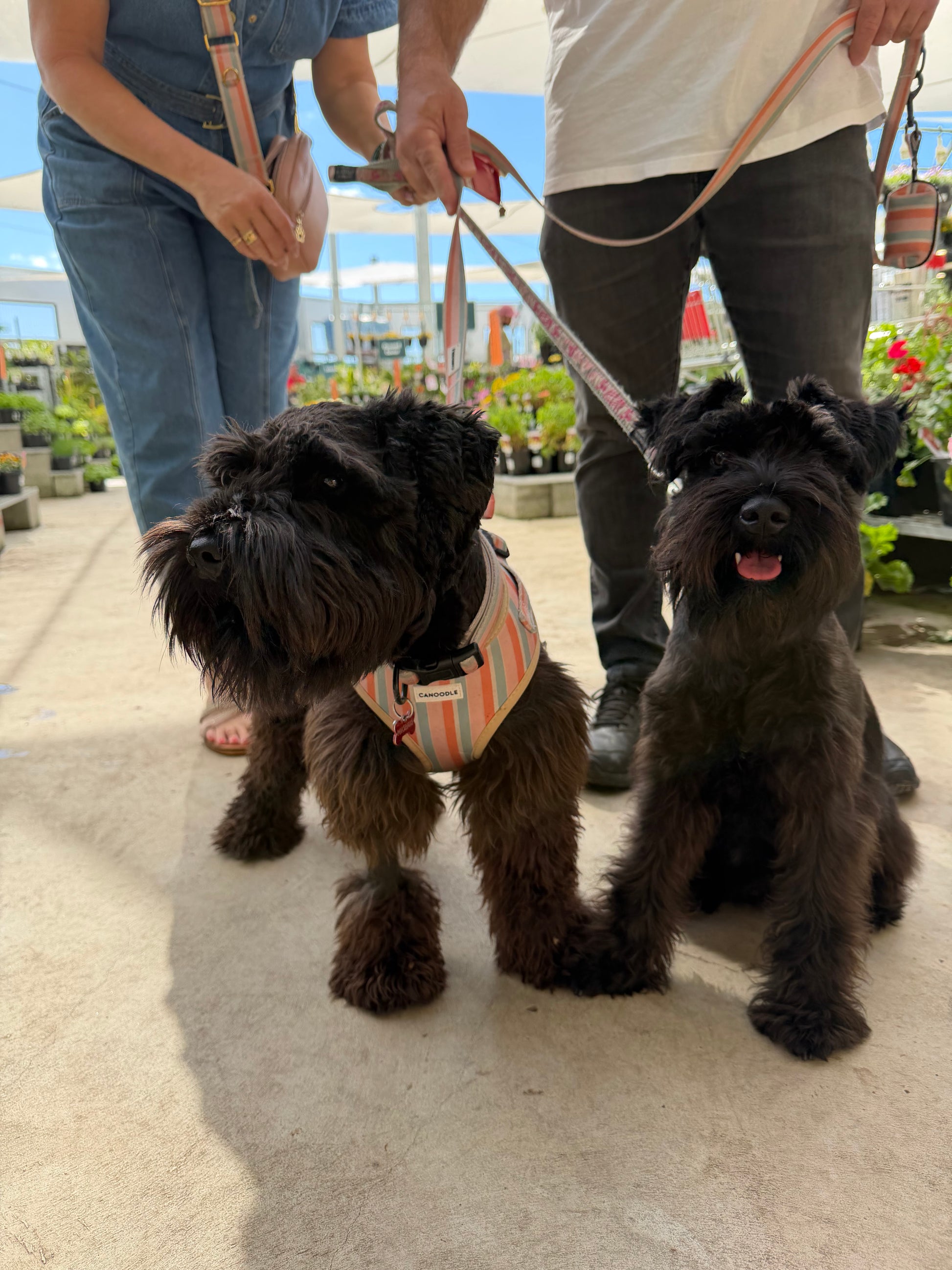 Two black Schnauzers with people holding their leashes behind them. One dog wears a striped Newport harness in orange, white, and beige tones.