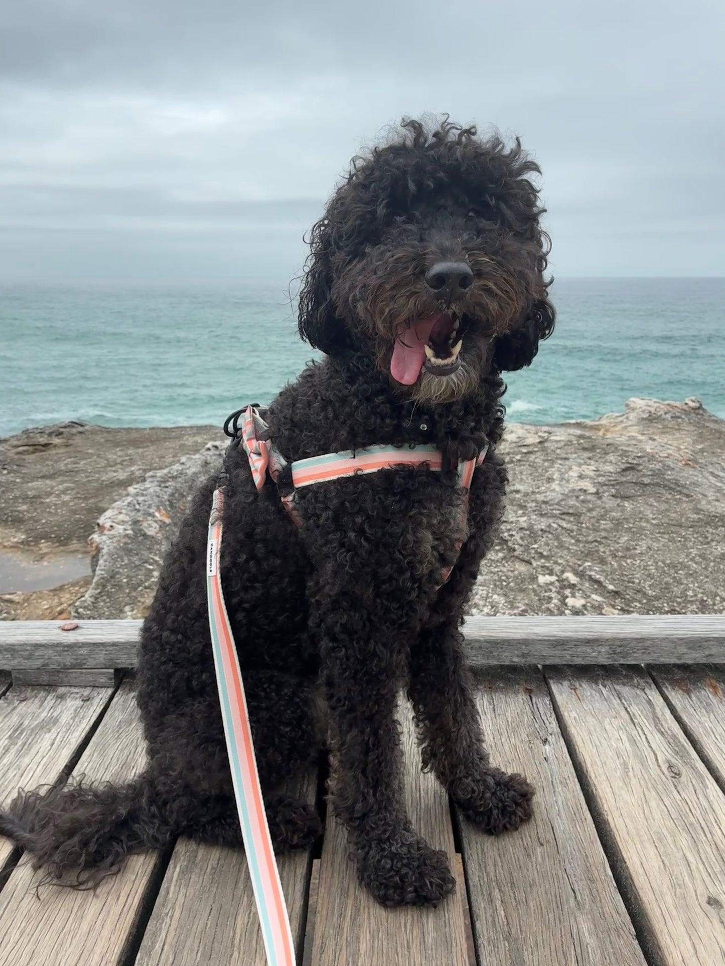 Black dog sitting on a wooden deck by the ocean with a cloudy sky WEARING A STRAP HARNESS