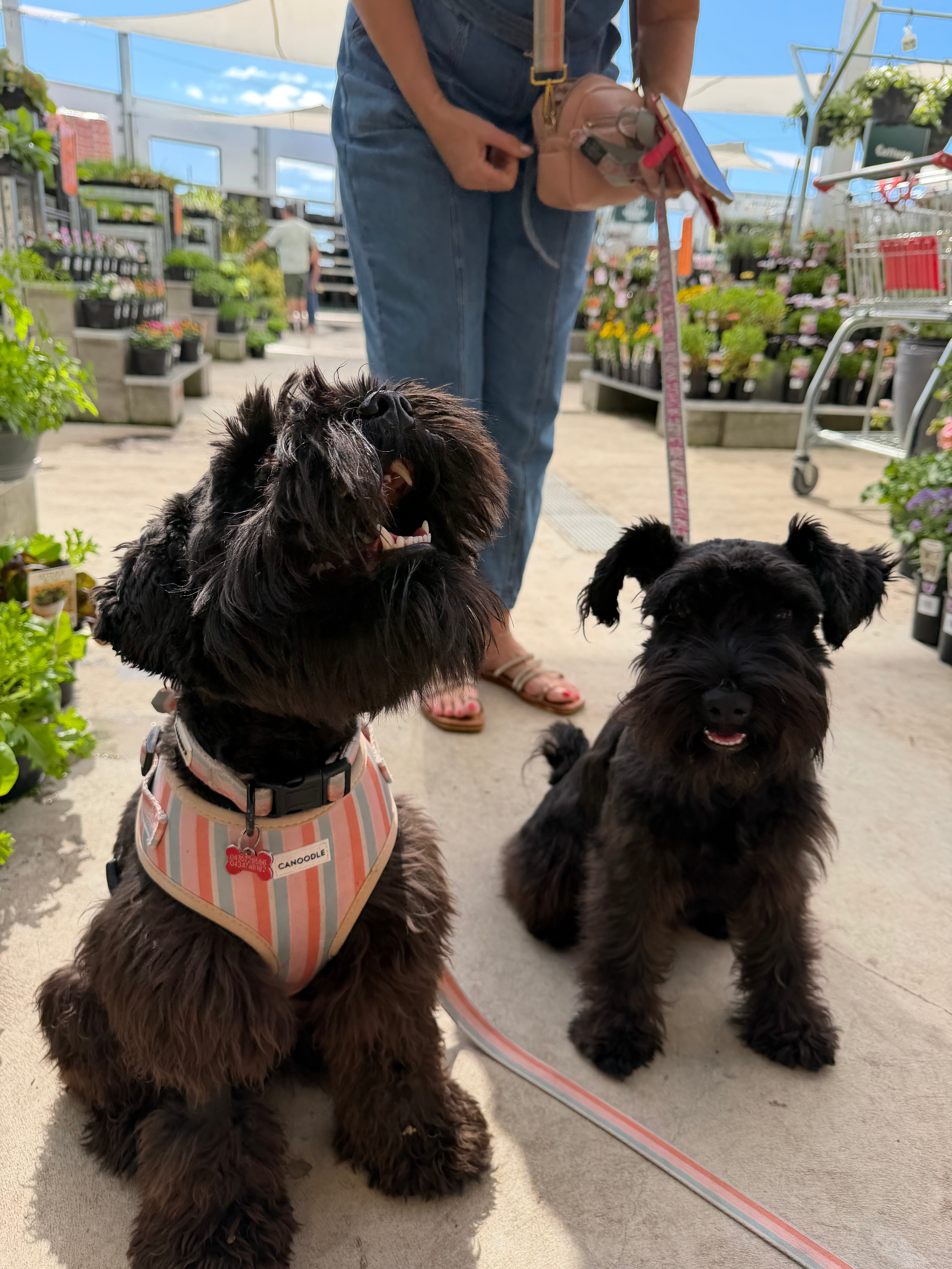 Adjustable Chest Harness-The Newport Collection